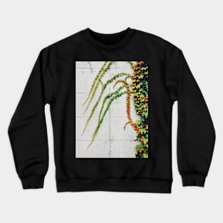 Green Ivy Growning on Grey Urban Concrete Wall Crewneck Sweatshirt